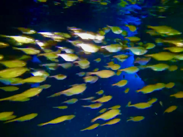 �C�̒��ŗ��₩�Ȏʐ^��_�}�����{�b�N�X����