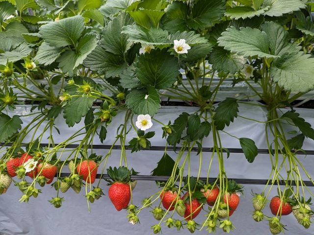 ���������̋k�_���̎ʐ^1