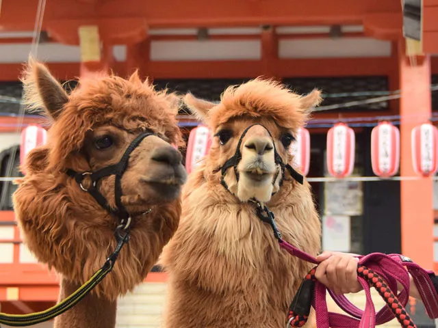 アルパカふれあいランドのアルパカ