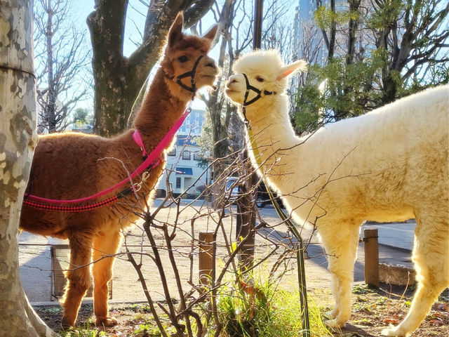 ���̎U�����i_�A���p�J�ӂꂠ�������h