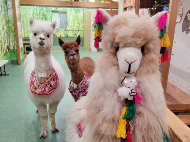 �A���p�J�l�`�̐_�y(������)�N�ƈꏏ�Ƀn�C�`�[�Y��_�A���p�J�ӂꂠ�������h