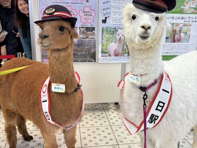 �n��̃C�x���g�ɂ��o�����܂��I_�A���p�J�ӂꂠ�������h