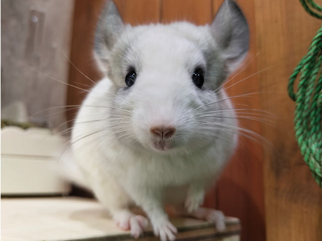 �`���`���̃V���[�N��_�A���p�J�ӂꂠ�������h