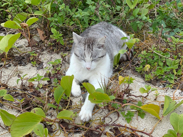 �r�[�`�܂ł̓��Ől�������L�̎p�������邩��_Activity Miyakojima DOSU