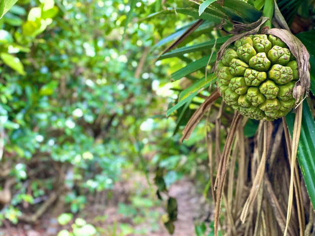 �u�A�h�x���`���[�c�A�[�v����Ȃ�ł͂̐A���␶������_Activity Miyakojima DOSU