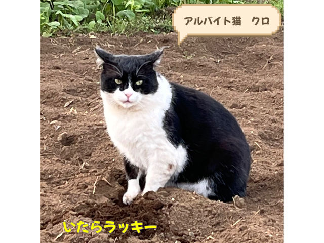 Ăn`L̃NłBӂƋɁAu[x[𒹂ĂdĂ܂A͂^Ă͉BĂ܂ˁB_Cat Berryc