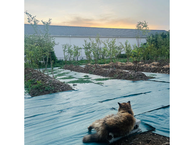 [Ă𒭂߂ŔLӂłB܂u[x[̖؂1Nڂ̗[̎ʐ^łB4Nڂ̍ŃA؂ႦقǑ傫炿܂B_Cat Berryc