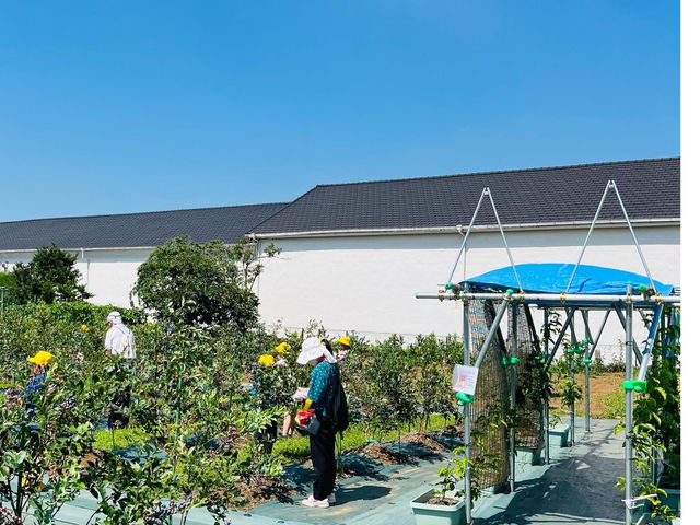 ̃u[x[226{BtFXɈ͂܂ꂽȔ_Ȃ̂ŁAȂq܂qɂȂ炸SłBԂƕƔs@ԋ߂ɔōs܂B_Cat Berryc