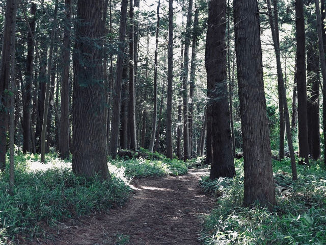 ���~��
���~�т̖����͓�B�ЂƂ͖h���B�����ЂƂ͍ޖؗp�B��l��100�N��̎q���̂��߂ɖ؂�A���Ă����B_���W�ƏZ��