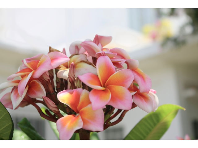 �썑�̐A�����������񂠂�܂��B�L�O�B�e���Ă���������_Ii�fli�fi.Moana