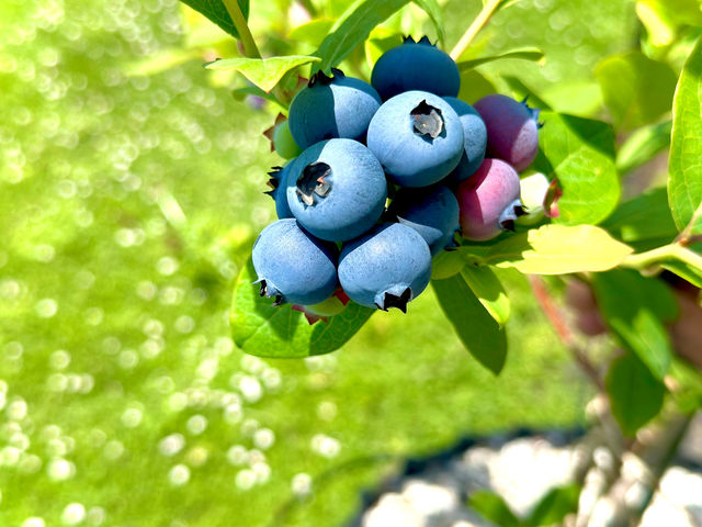 ���������t���[�c�t�@�[��