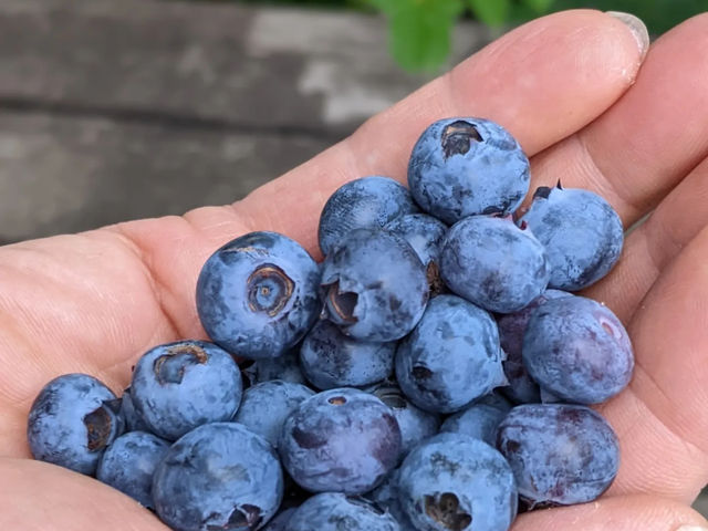 �u���[�x���[�t�@�[��KEYANOKI