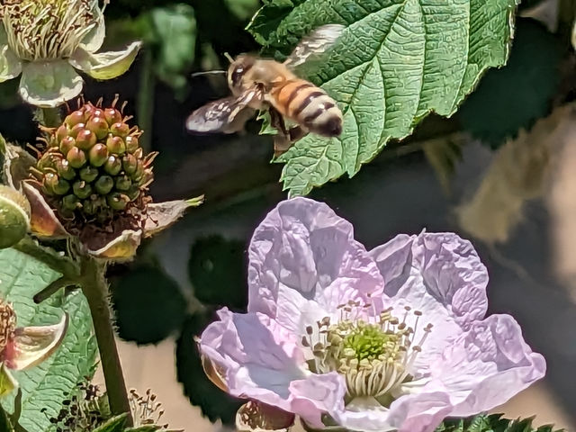 �u���[�x���[�t�@�[��KEYANOKI