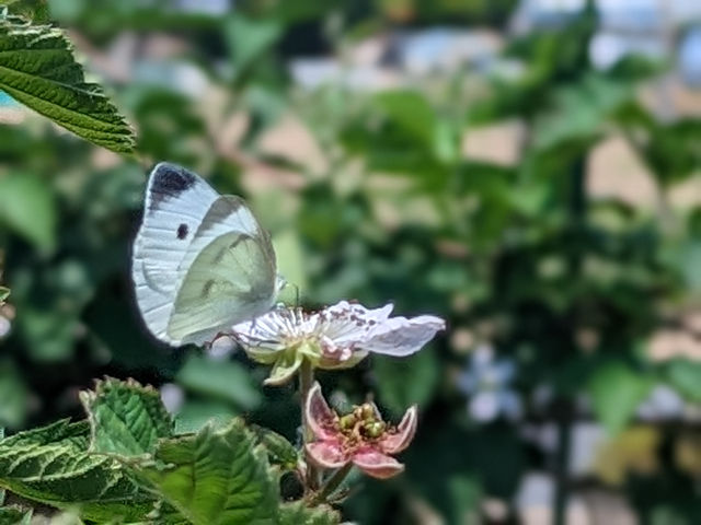 �u���[�x���[�t�@�[��KEYANOKI