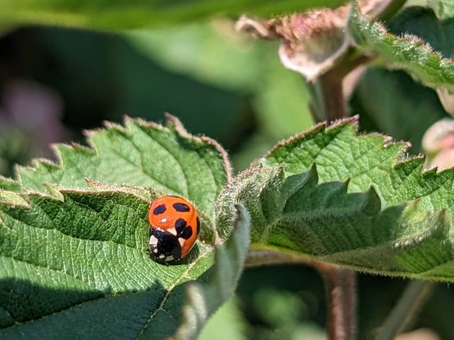 �u���[�x���[�t�@�[��KEYANOKI