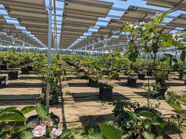 �u���[�x���[�t�@�[��KEYANOKI