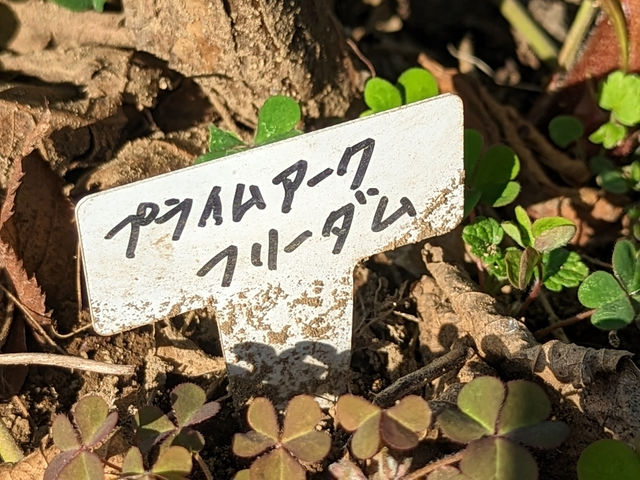 �u���[�x���[�t�@�[��KEYANOKI