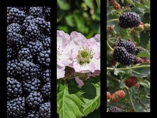 �u���[�x���[�t�@�[��KEYANOKI