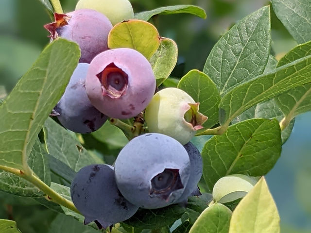 �u���[�x���[�t�@�[��KEYANOKI