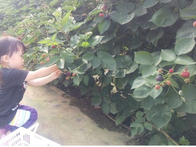 �u���[�x���[�t�@�[��KEYANOKI