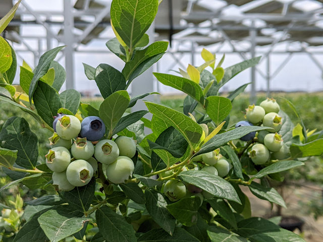 �u���[�x���[�t�@�[��KEYANOKI