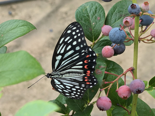 �u���[�x���[�t�@�[��KEYANOKI