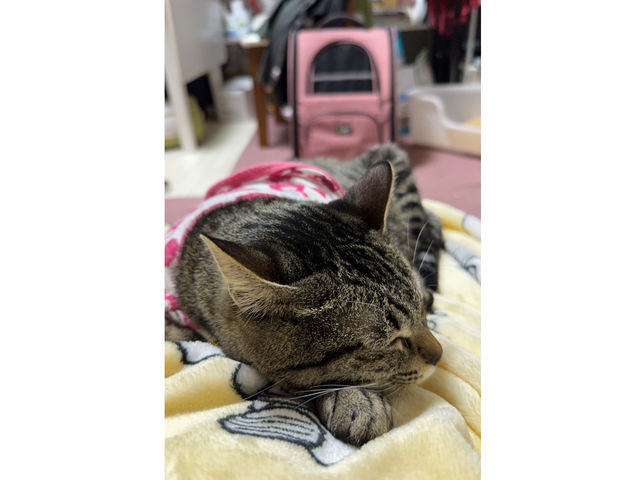 �Ŕl�R�����I_Beauty Salon Witch �y�r���[�e�B�T�����E�B�b�`�z