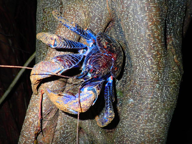 唗͂̃VKj_CHAMP TOUR {Ó