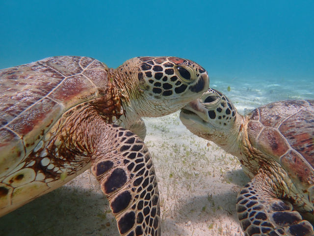 ^ǂ΁AAE~K̃LXV[݂AAAA_CHAMP TOUR {Ó