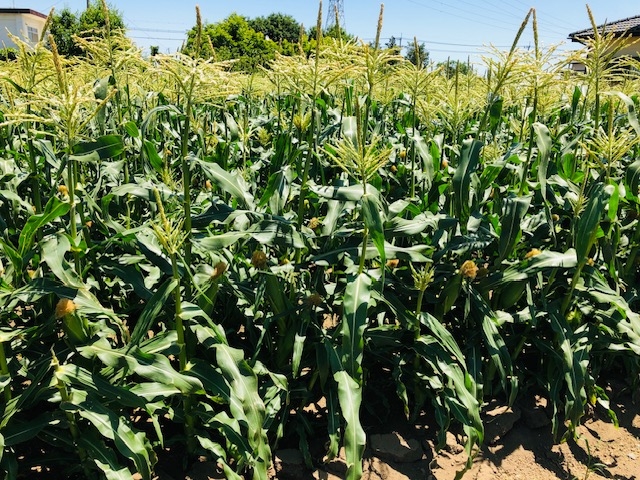 ���ӂɃg�E�����R�V���_�݂��Ă��܂��B_�J���g���[�t�@�[��