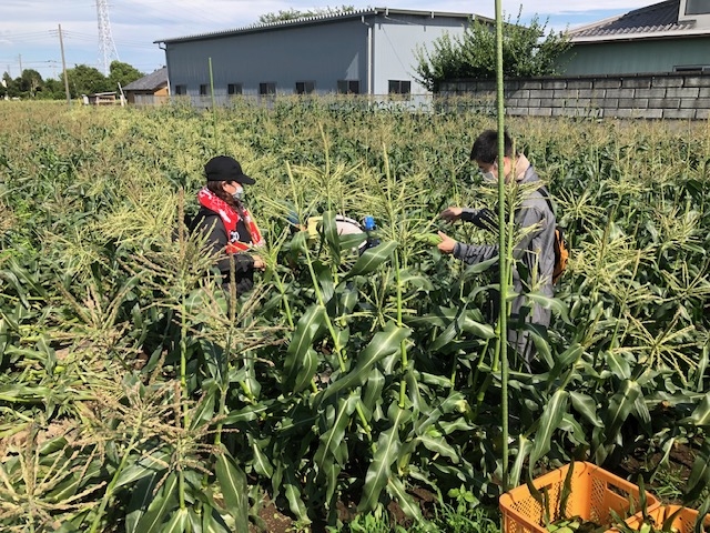 ���y���ݒ��̎��n�̌��B�傫�ȃg�E�����R�V�������ς��I_�J���g���[�t�@�[��