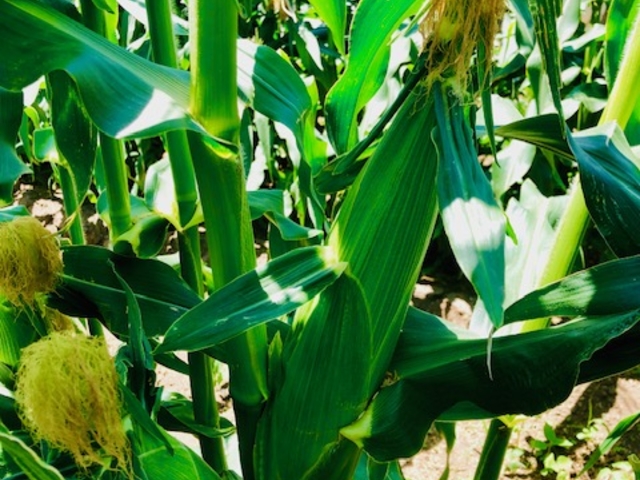 ���̗l�Ȋ����Ńg�E�����R�V�������Ă��܂��B�ǂ�ł����D���Ȃ̂��ǂ����B_�J���g���[�t�@�[��