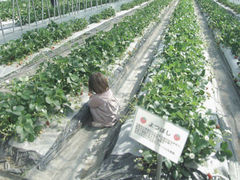 Bon Farm̎ʐ^1