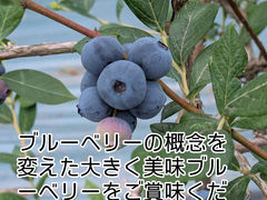 えのさんのブルーベリー園の写真1