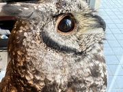 MoonLightGarden̎ʐ^4