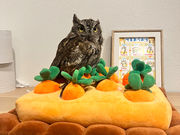 MoonLightGarden̎ʐ^3