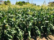 �J���g���[�t�@�[���̎ʐ^3