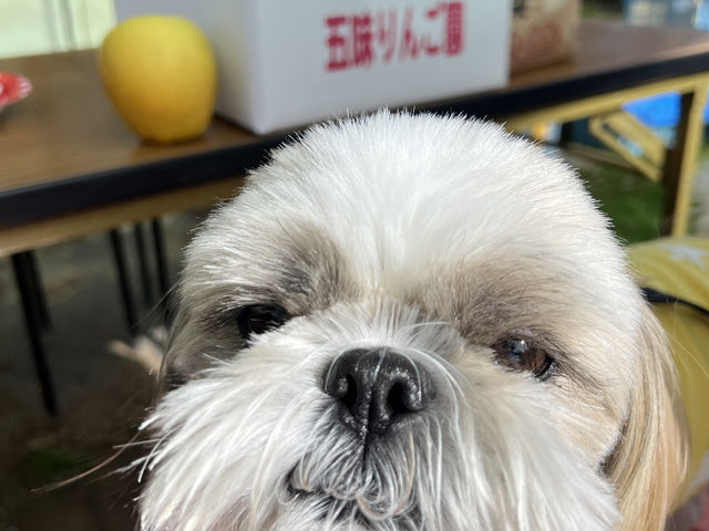 �y�b�g�y���ꏏ�ɓ��X�\�ł��B�z_�ܖ���񂲉�