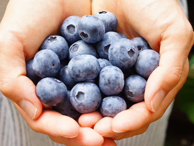 ���v�ۃA�O�x���[�̎ʐ^1