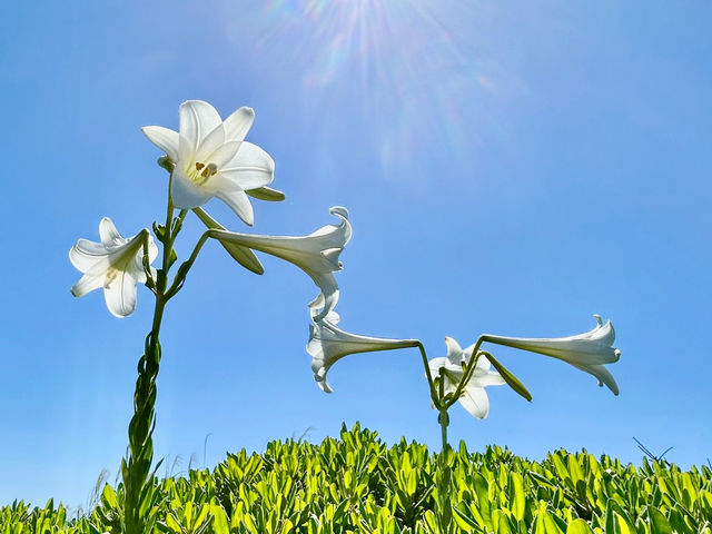 ���h�c���A���̉�_Light On Okinawa
