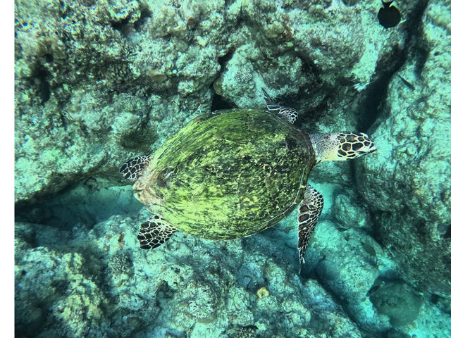 �̓��A�t�߂ŃE�~�K��_Light On Okinawa