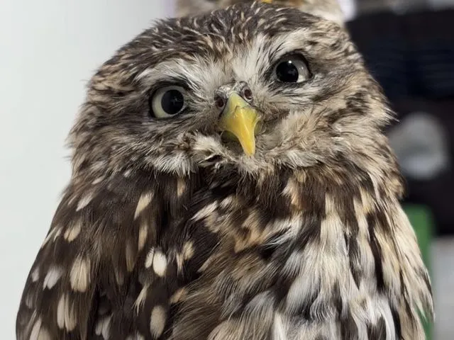 あにまるぱーくTOKYO