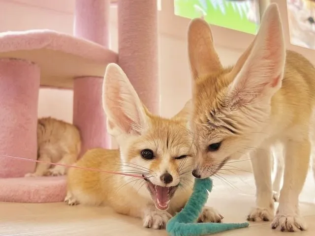 Fennec House 原宿店