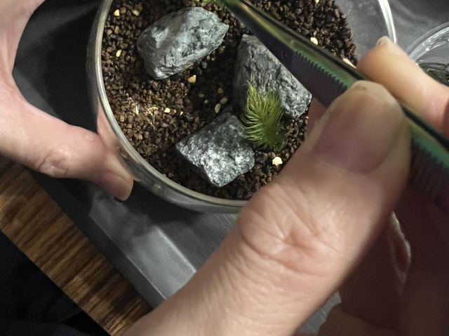 �W�����鎞��_mossnowa