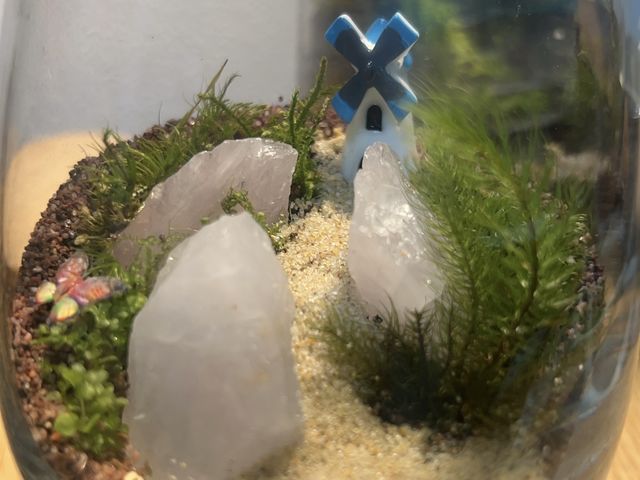 mossnowa�̎ʐ^1