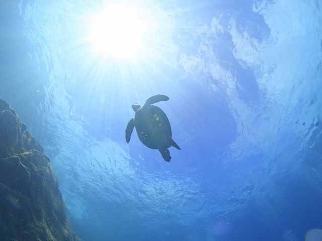 Le Dive