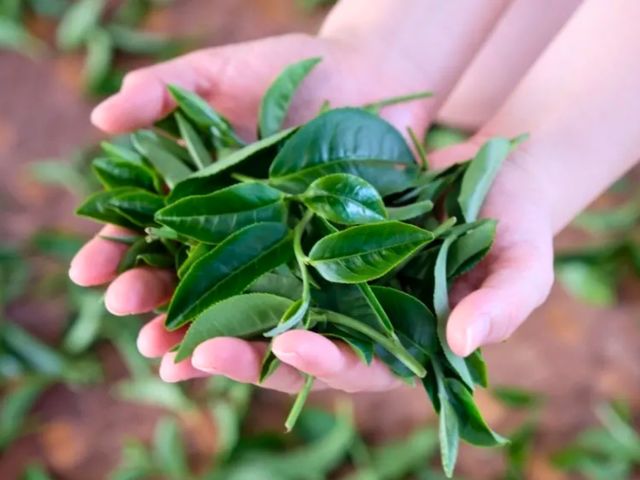 ��p�G�����̒��t_Tea Gratification