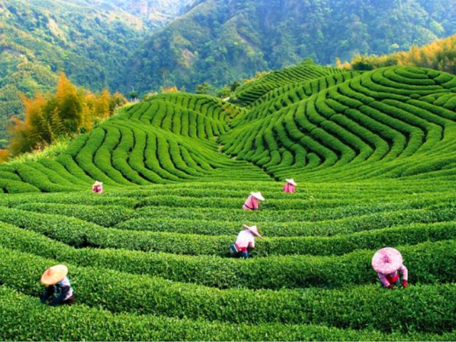 ���n�̕��i_Tea Gratification