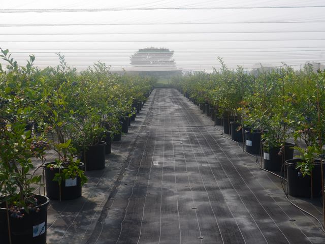 ���GARDEN �C���n�m�z�g���̎ʐ^1