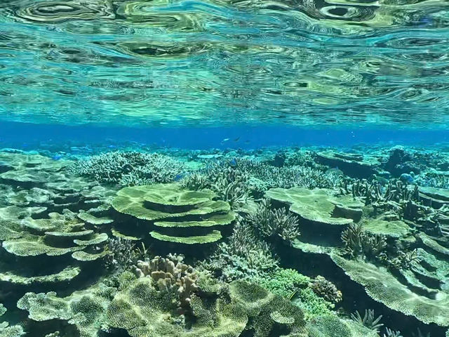 Turquoise Deigo